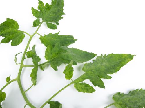 Tomate - Virus du fruit brun rugueux de la tomate (ToBRFV)