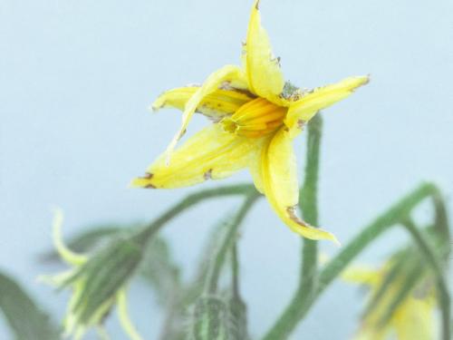 Tomate - Virus X de la pomme de terre (PVX)