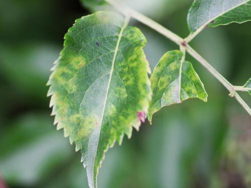 Sureau blanc - Virus de l'enroulement des feuilles du cerisier - sureau (CLRV-e)