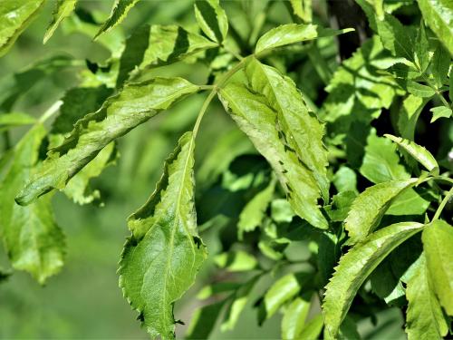 Sureau blanc - Virus de l'enroulement des feuilles du cerisier - sureau (CLRV-e)