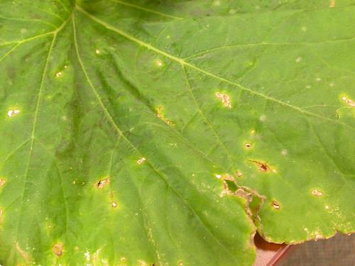 Courges - Tache bactérienne (Xanthomonas cucurbitae)