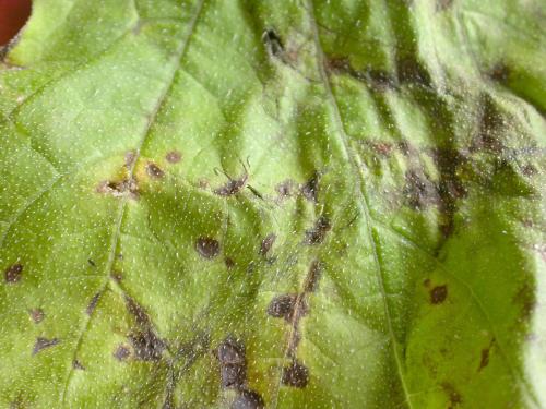 Courges - Tache bactérienne (Xanthomonas cucurbitae)