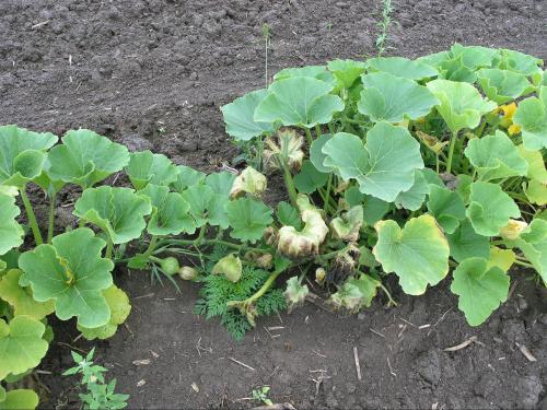 Courges - Flétrissement bactérien (Erwinia tracheiphila)