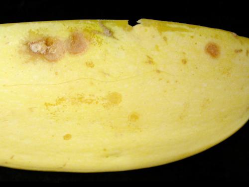 Courges - Tache bactérienne (Xanthomonas cucurbitae)