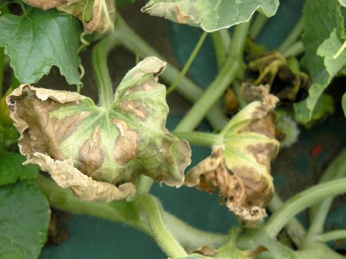 Melons - Flétrissement bactérien (Erwinia tracheiphila)_1