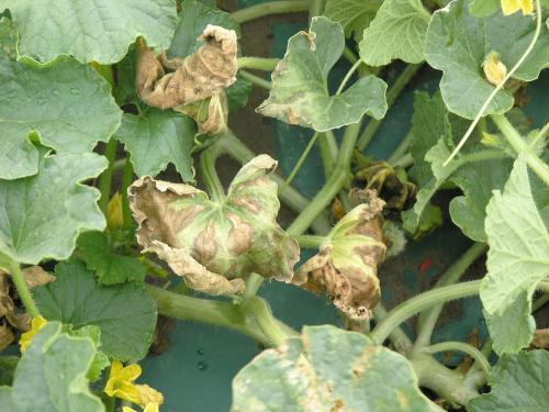 Melons - Flétrissement bactérien (Erwinia tracheiphila)_2