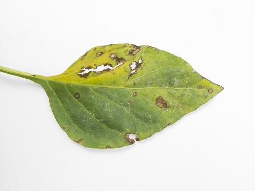 Poivron - Tache bactérienne (Xanthomonas euvesicatoria)