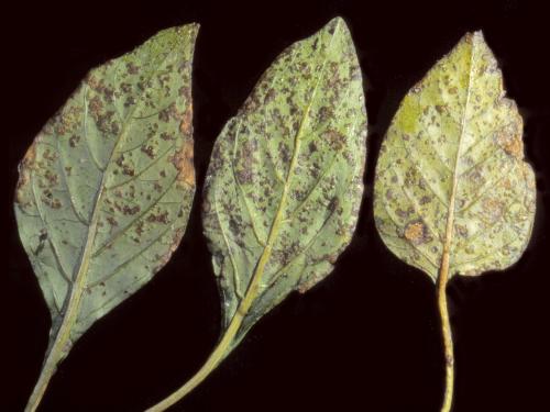 Poivron - Tache bactérienne (Xanthomonas euvesicatoria)