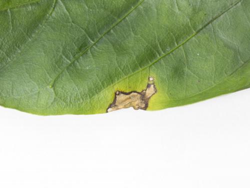 Poivron - Moucheture bactérienne (Pseudomonas syringae pv. tomato)