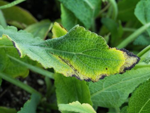 Sauges - Tache bactérienne (Xanthomonas sp.)