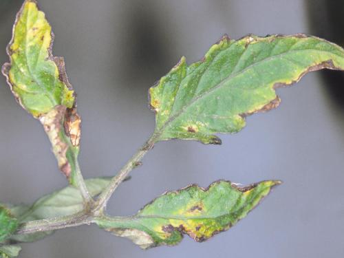 Tomate - Chancre bactérien (Clavibacter michiganensis subsp. michiganensis)