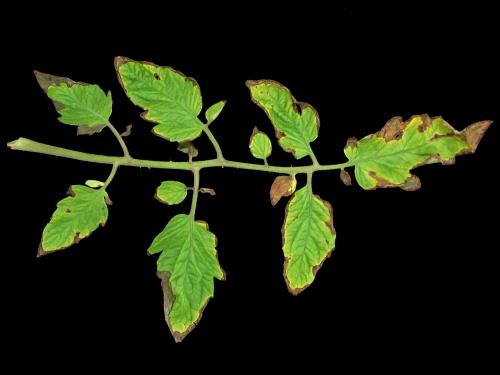 Tomate - Moucheture bactérienne (Pseudomonas syringae pv. tomato)