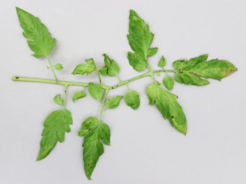 Tomate - Moucheture bactérienne (Pseudomonas syringae pv. tomato)