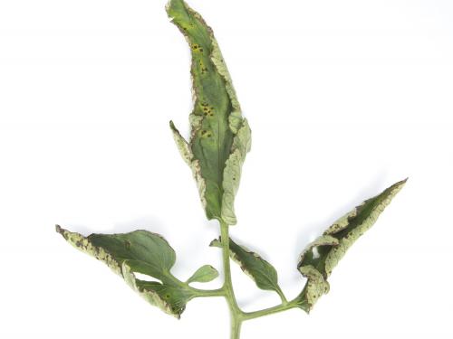 Tomate - Moucheture bactérienne (Pseudomonas syringae pv. tomato)