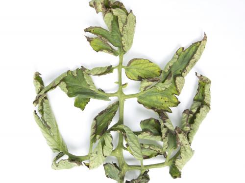 Tomate - Moucheture bactérienne (Pseudomonas syringae pv. tomato)