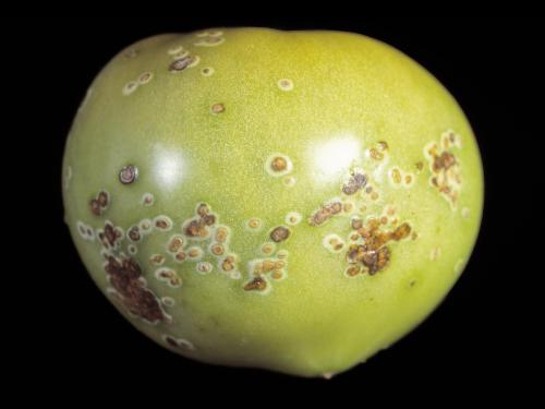 Tomate - Chancre bactérien (Clavibacter michiganensis subsp. michiganensis)