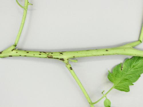 Tomate - Moucheture bactérienne (Pseudomonas syringae pv. tomato)