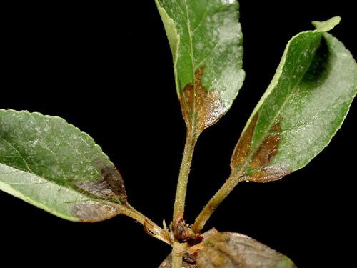 Pomme - Brûlure bactérienne (Erwinia amylovora)