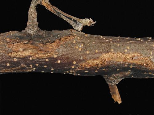 Pomme - Brûlure bactérienne (Erwinia amylovora)