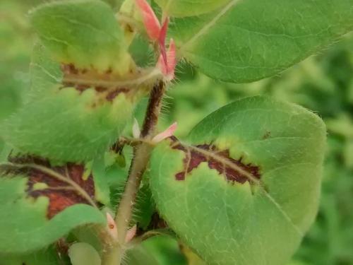 Camerise - Coulure bactérienne (Pseudomonas syringae pv. syringae)