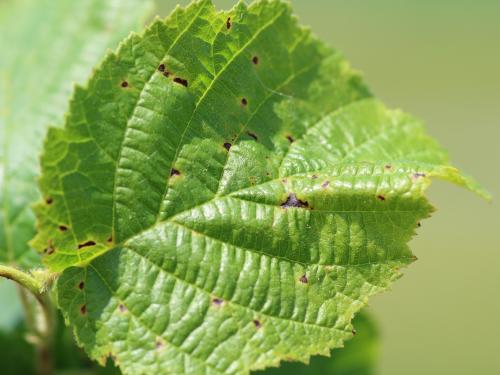 Noisetier - Brûlure bactérienne (Xanthomonas arboricola pv. corylina)