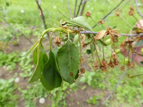 Cerise - Coulure bactérienne (Pseudomonas syringae pv. syringae)