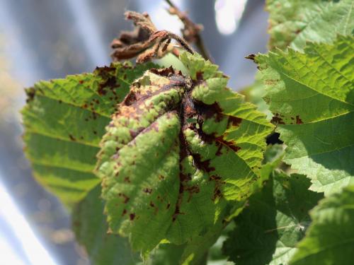 Noisetier - Brûlure bactérienne (Xanthomonas arboricola pv. corylina)