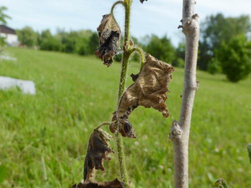 Noisetier - Brûlure bactérienne (Xanthomonas arboricola pv. corylina)