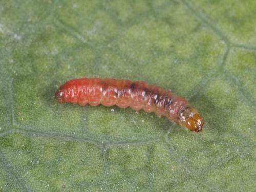 Petit carpocapse de la pomme (Grapholita prunivora)_1