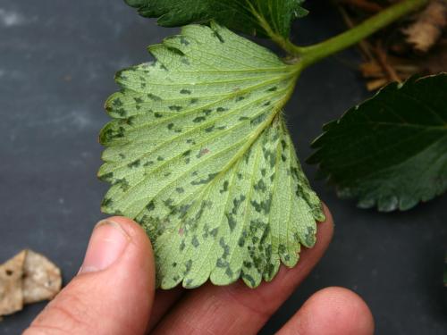 Fraise - Tache angulaire (Xanthomonas fragariae)