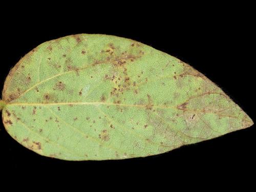 Soya - Pustule bactérienne (Xanthomonas axonopodis pv. glycines)