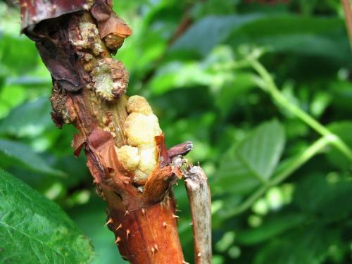 Framboise - Tumeur du collet (Agrobacterium tumefaciens)