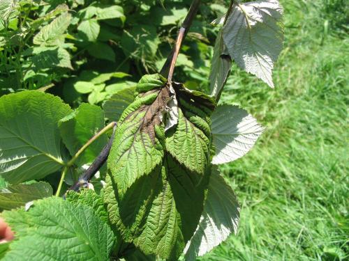 Framboise - Brûlure bactérienne (Erwinia amylovora)