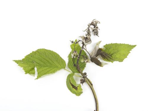 Framboise - Brûlure bactérienne (Erwinia amylovora)