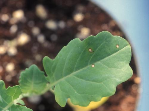 Chou pommé - Tache bactérienne (Xanthomonas campestris pv. raphani)