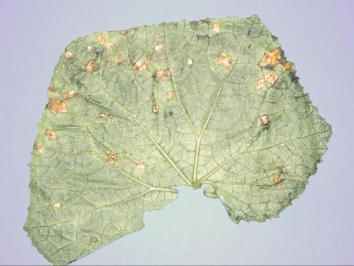 Concombre - Tache angulaire (Pseudomonas syringae pv. lachrymans)