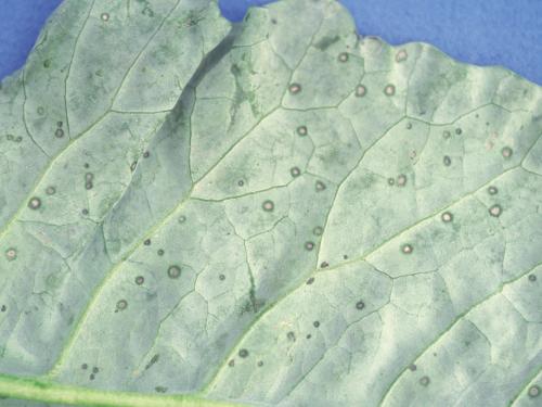 Brocoli - Tache bactérienne (Xanthomonas campestris pv. raphani)