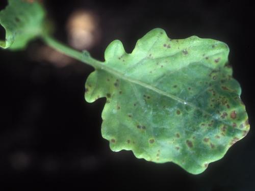 Brocoli - Moucheture bactérienne (Pseudomonas syringae pv. maculicola)