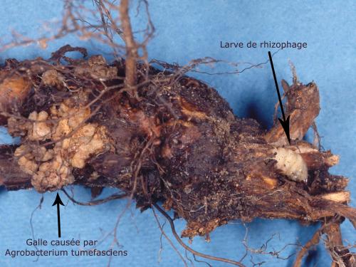 Framboise - Tumeur du collet (Agrobacterium tumefaciens)