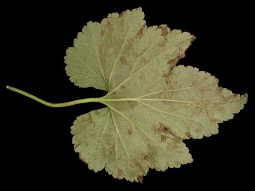 Anémones - Nématode foliaire (Aphelenchoides sp.)