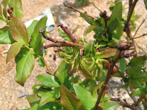 Bleuet en corymbe - Phytoplasme du flétrissement du bleuet