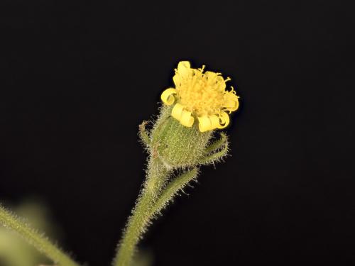 Seneçon visqueux (Senecio viscosus)_21