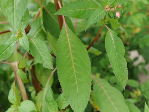 Impatiente glanduleuse (Impatiens glandulifera)_45