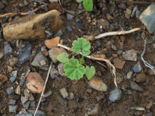 Mauve négligée (Malva neglecta)_3