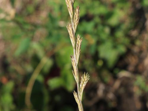 Ivraie vivace (Lolium perenne)_8