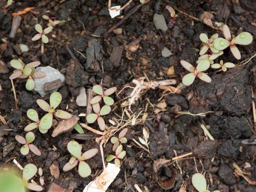 Pourpier potager (Portulaca oleracea)_9