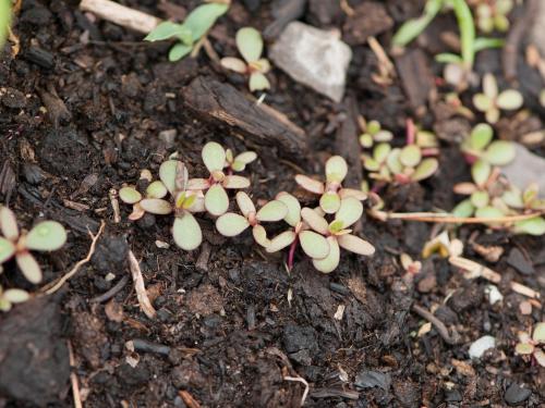 Pourpier potager (Portulaca oleracea)_10