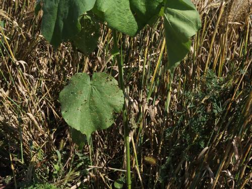 Abutilon à pétales jaunes(Abutilon theophrasti)_27