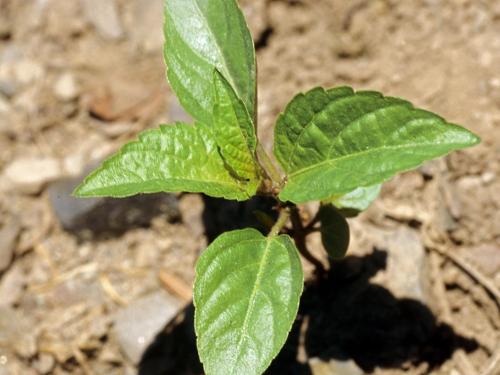 Ricinelle rhomboide (Acalypha rhomboidea)_5