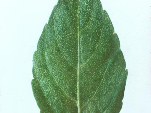 Ricinelle rhomboide (Acalypha rhomboidea)_9